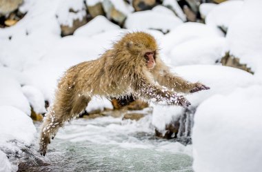 Aracılığıyla küçük nehir atlama makak.