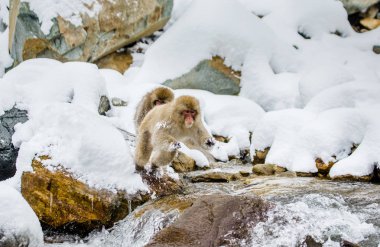 Japon makak Nehri atlama.