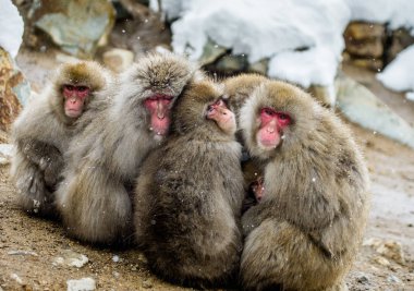 Japon makak birlikte oturma grubu 