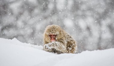 Japon makak karda oturan