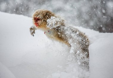 Japon makak karda atlama