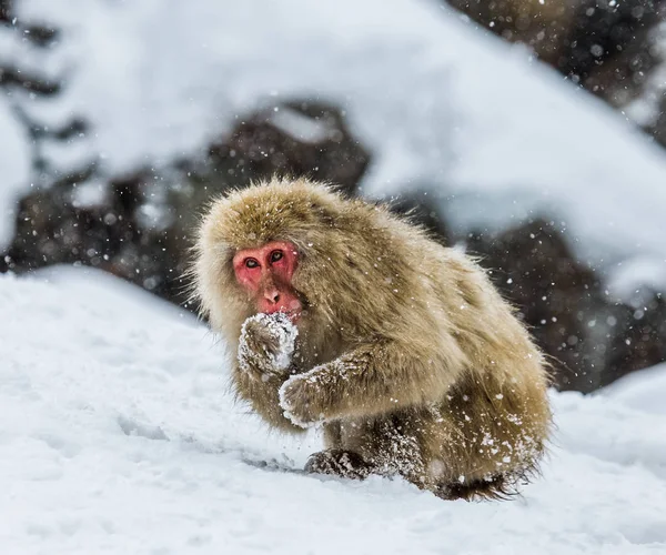 Portrait de macaque à neige — Photo
