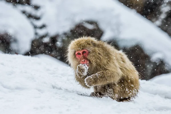 Retrato de macaco de nieve — Foto de Stock