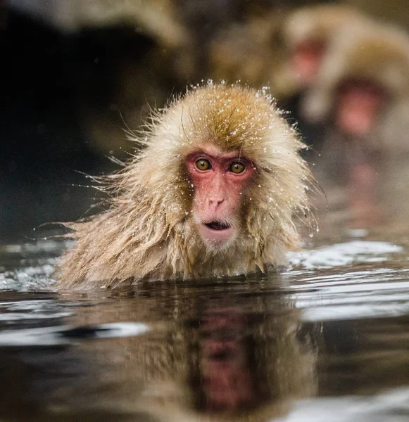 Macaque Jepang di mata air panas — Stok Foto