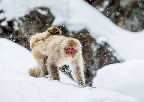 Ιαπωνική macaque μαμά με μωρό — Φωτογραφία Αρχείου