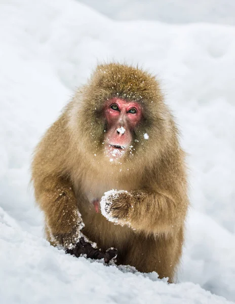 Retrato de macaco de nieve —  Fotos de Stock