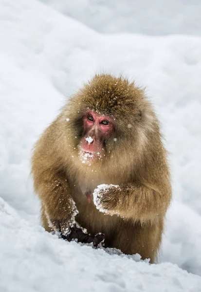 Retrato de macaco de neve — Fotografia de Stock