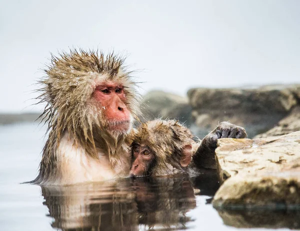 Macacos japoneses na água em fontes termais . — Fotografia de Stock