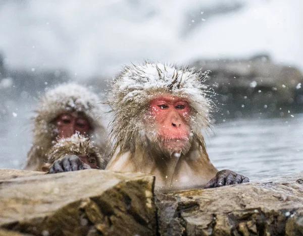 Macacos japoneses na água em fontes termais . — Fotografia de Stock