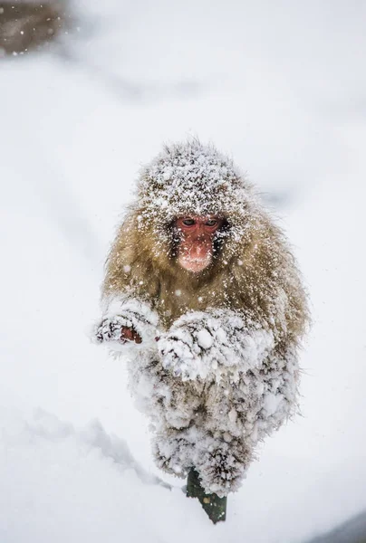 Kar makak portresi — Stok fotoğraf