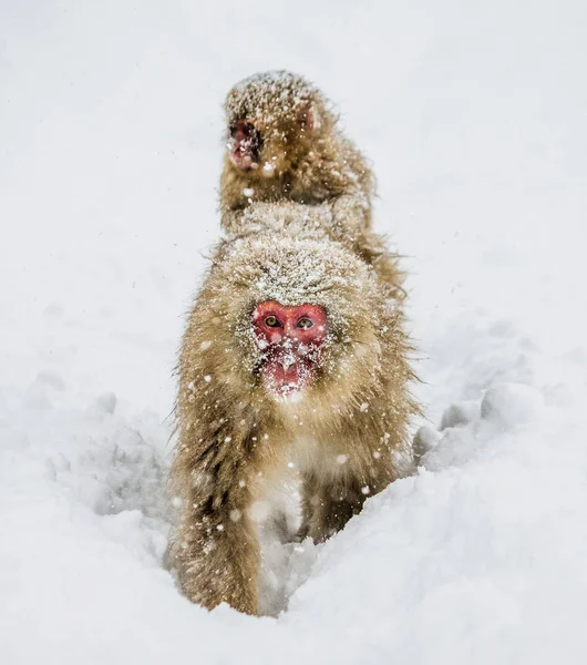 Ιαπωνική macaque μαμά με μωρό — Φωτογραφία Αρχείου