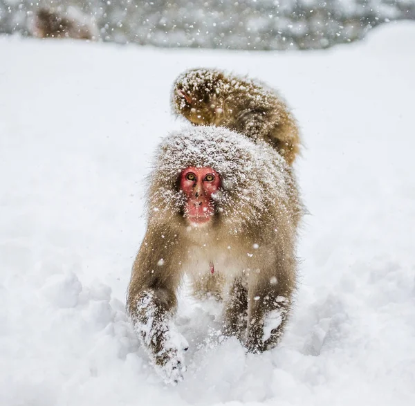 Maman Japonais Macaque Avec Bebe Photographie Gudkovandrey C