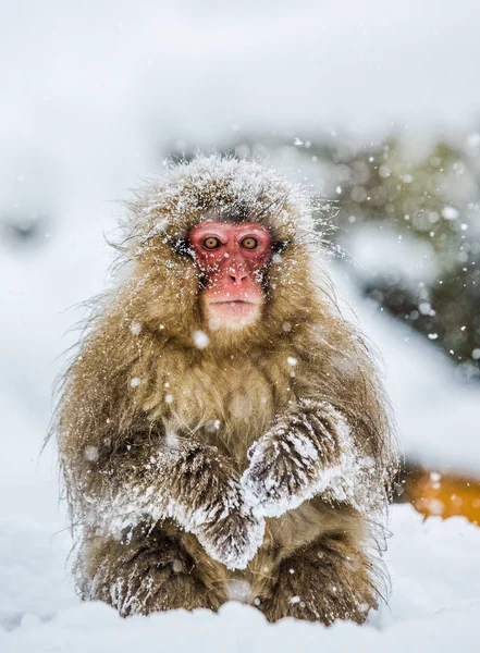 Портрет снежного макака — стоковое фото