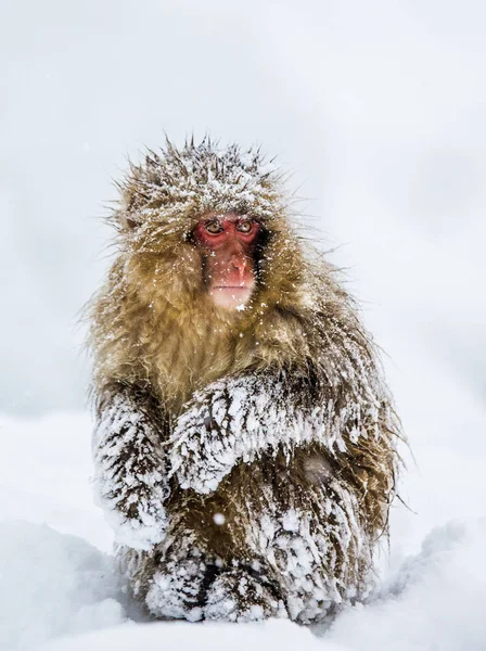 Retrato de macaco de neve — Fotografia de Stock