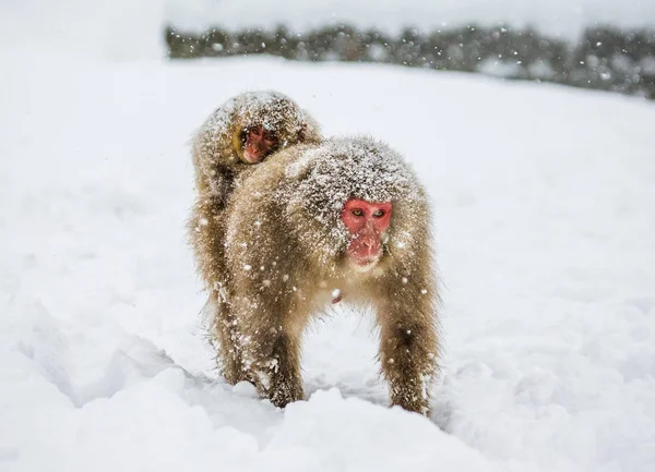Ιαπωνική macaque μαμά με μωρό — Φωτογραφία Αρχείου