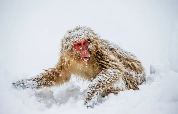 Macaco japonês correndo na neve . — Fotografia de Stock