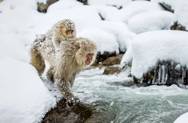 Japanese macaques jumping through river. — Stock Photo, Image