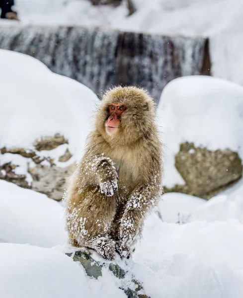 Japanese macaque on rocks