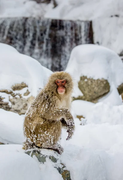 Ιαπωνική macaque στα βράχια — Φωτογραφία Αρχείου