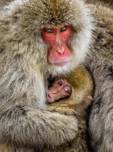 Matka s baby japonských makaků. — Stock fotografie