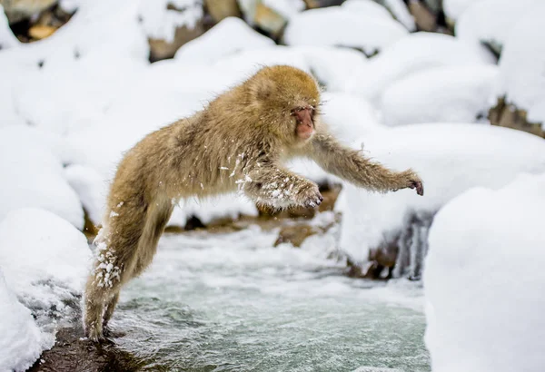 Macaque jumping through small river. — Stock Photo, Image