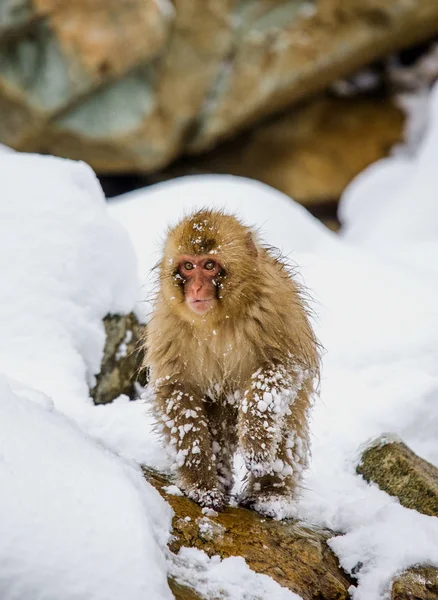 Japanese macaque on rocks — Stock Photo, Image