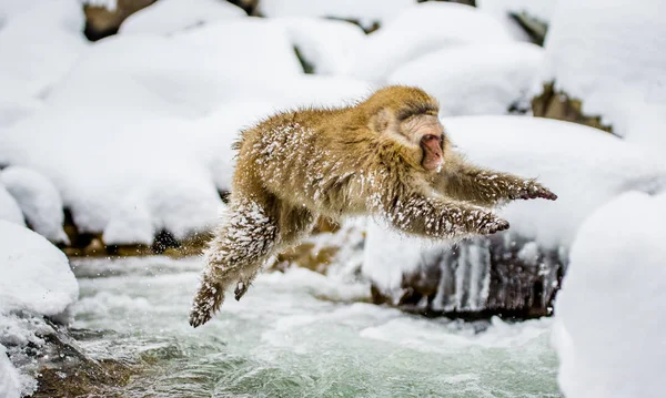 Macaque jumping through small river.