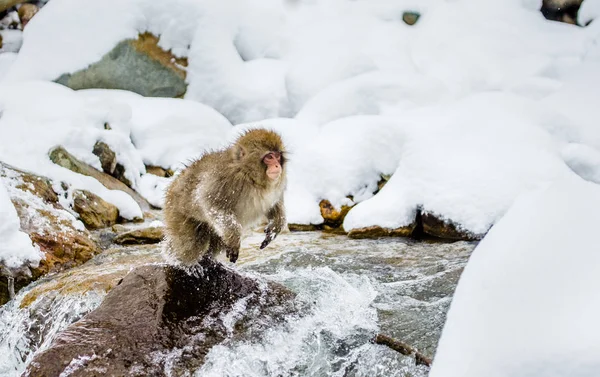 Macaque jumping through small river.