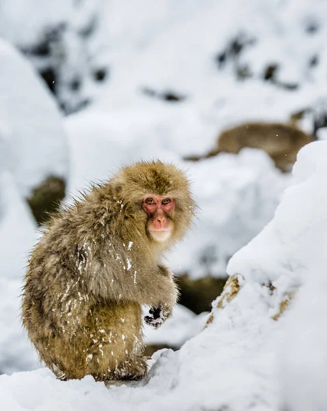 바위에 일본 원숭이 — 스톡 사진