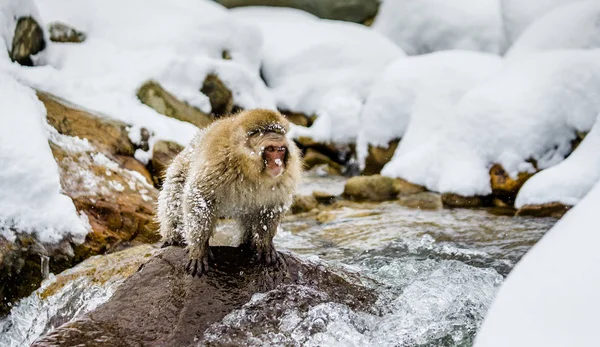 Macaque jumping through small river.