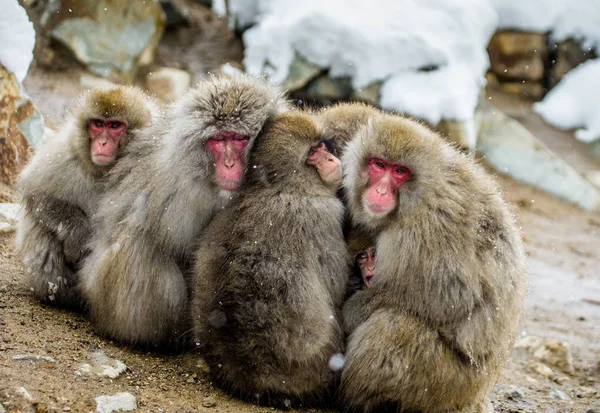 Group of Japanese macaques sitting together