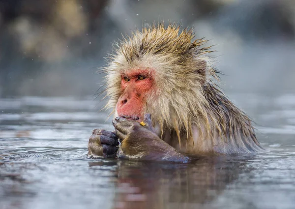 Japanese macaque in hot spring — Stock Photo, Image