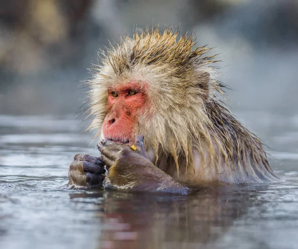 Macaco japonês em fonte termal — Fotografia de Stock