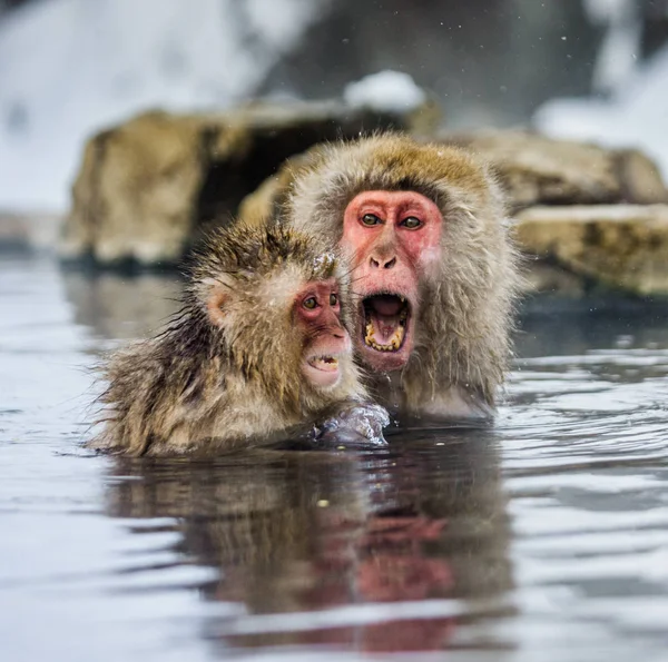 Macachi giapponesi in acqua in primavera calda . — Foto Stock