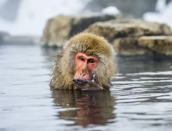 Macaco japonês em fonte termal — Fotografia de Stock