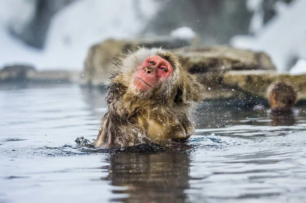 Macaco japonês em fonte termal — Fotografia de Stock