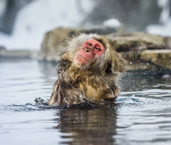 Macaco japonês em fonte termal — Fotografia de Stock