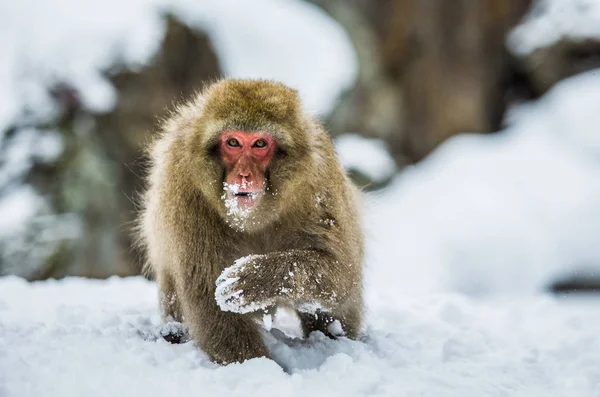 Ιαπωνική macaque κάθεται στο χιόνι — Φωτογραφία Αρχείου