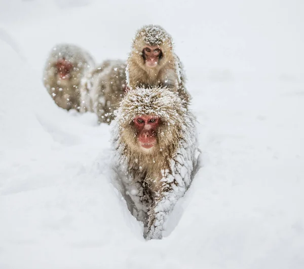 Mamma Macaco giapponese con bambino — Foto Stock