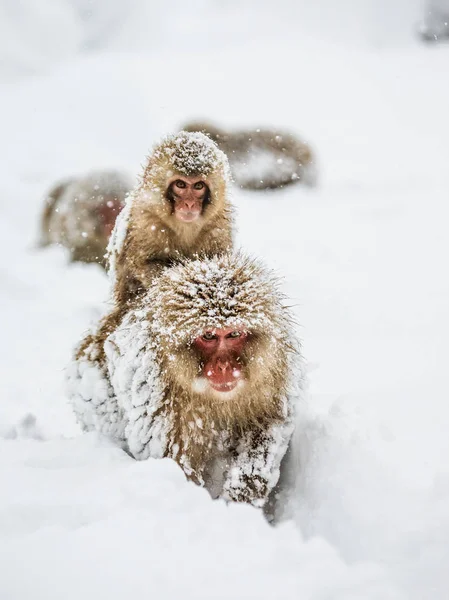 Ιαπωνική macaque μαμά με μωρό — Φωτογραφία Αρχείου