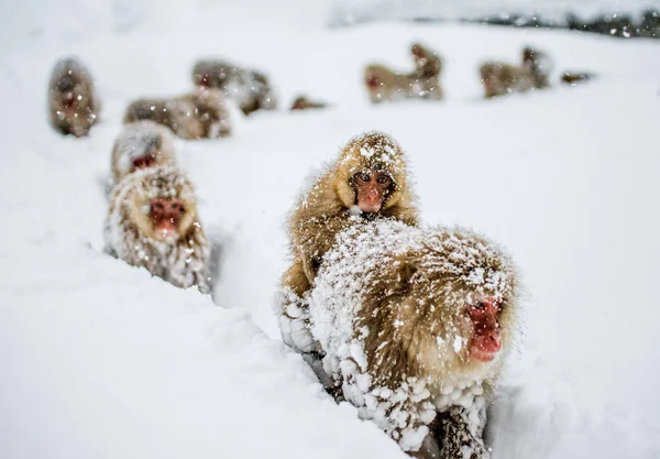 Gruppo di macachi giapponesi — Foto Stock