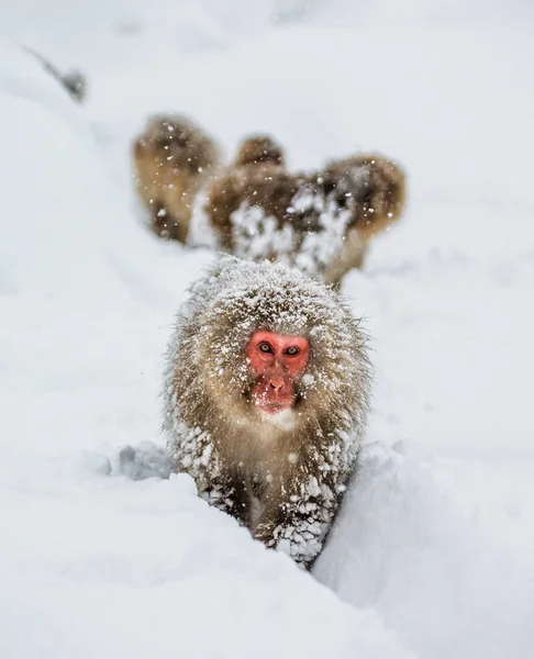 Grup Japon makak — Stok fotoğraf