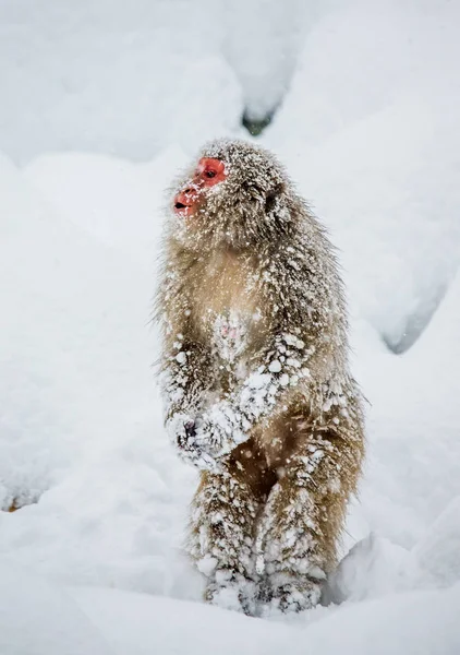 눈에 서 있는 일본 원숭이. — 스톡 사진