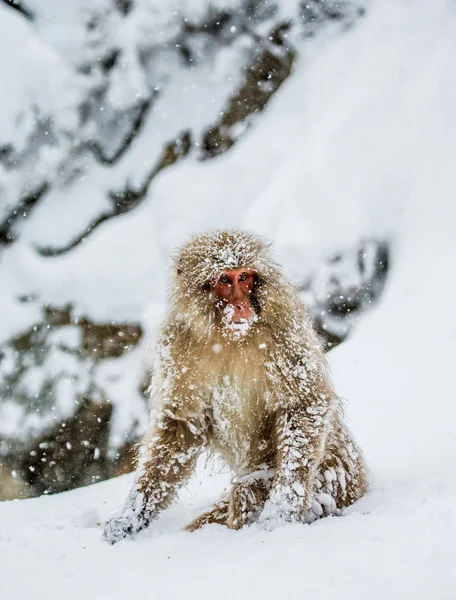 Ιαπωνική macaque κάθεται στο χιόνι — Φωτογραφία Αρχείου