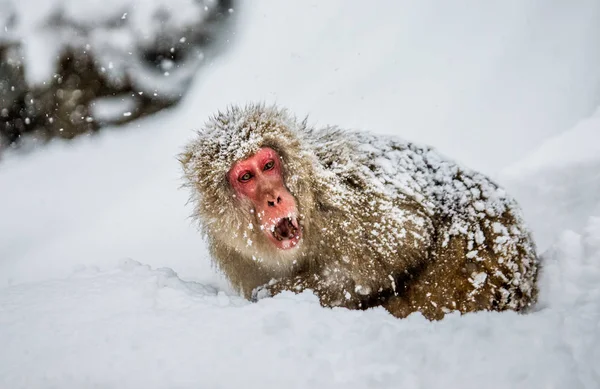 일본 원숭이 눈에 앉아 — 스톡 사진