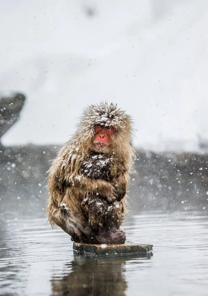 Mãe e bebê macacos japoneses — Fotografia de Stock