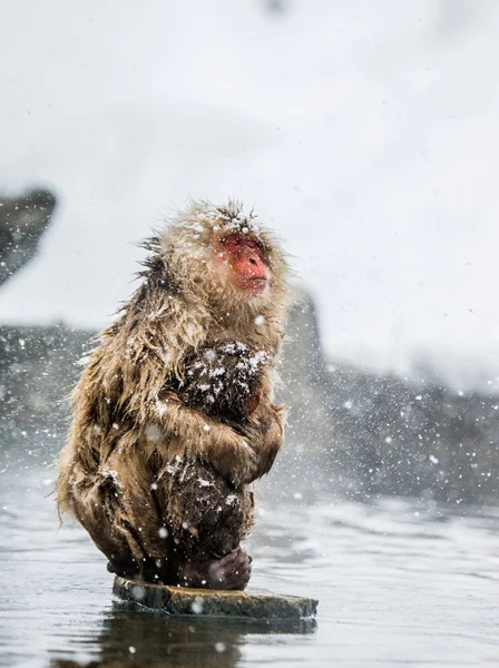 Mãe e bebê macacos japoneses — Fotografia de Stock