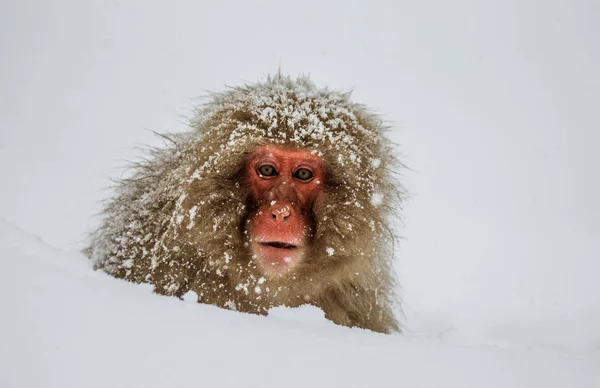 Ιαπωνική macaque κάθεται στο χιόνι — Φωτογραφία Αρχείου