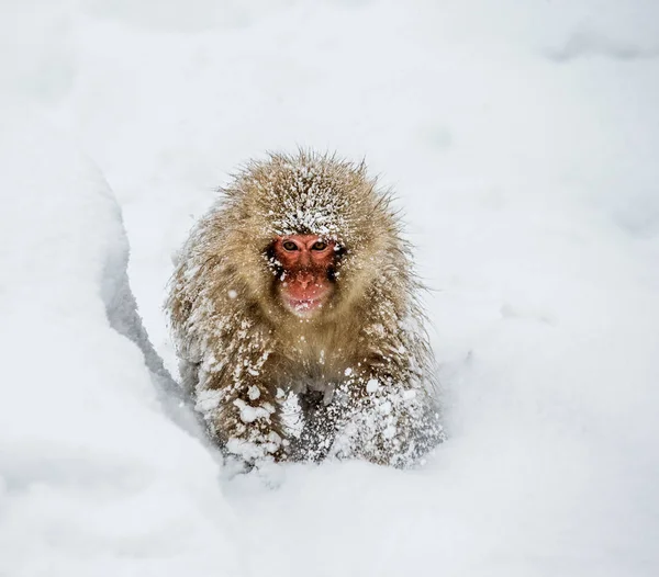 Macaco japonês sentado na neve — Fotografia de Stock