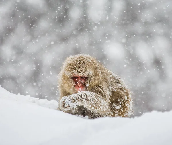 Ιαπωνική macaque κάθεται στο χιόνι — Φωτογραφία Αρχείου